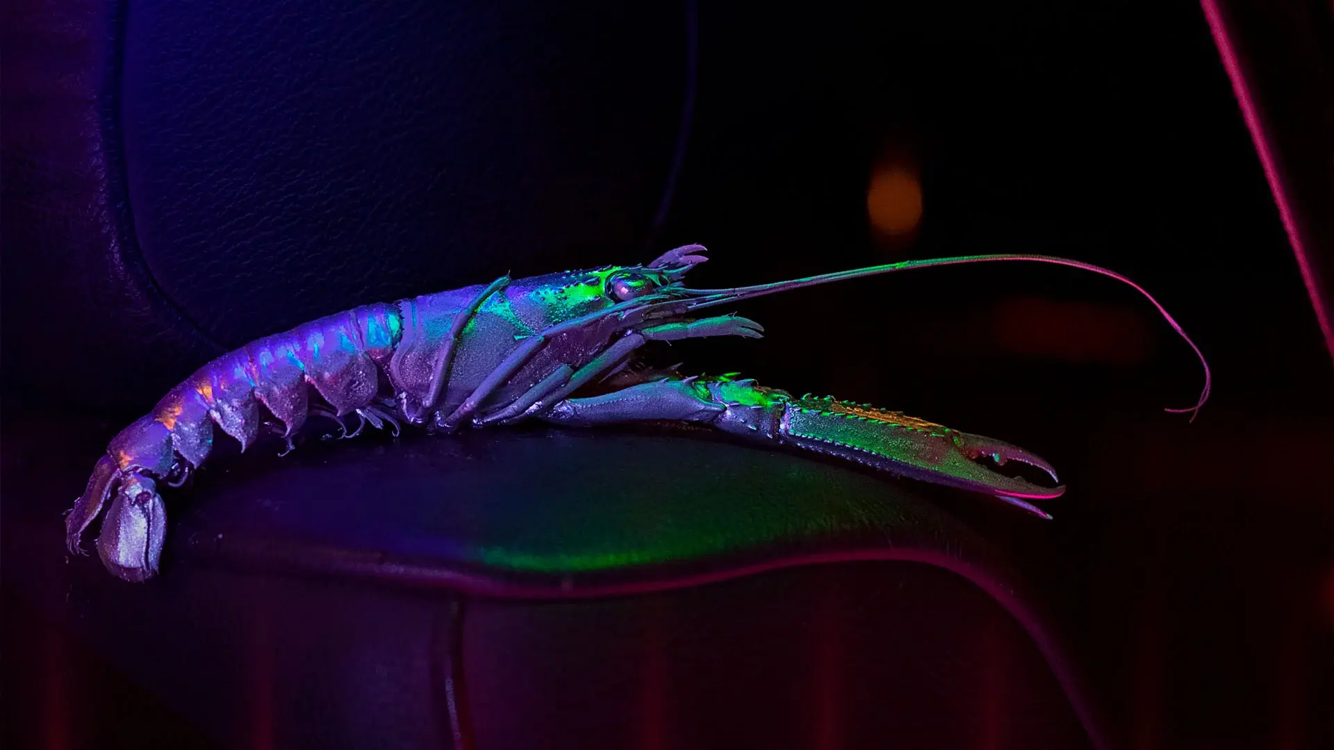 Photographie studio : langoustine pour une pochette d'album d'un artiste